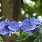 昭和記念公園・紫陽花4