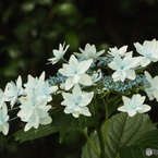 昭和記念公園・紫陽花5