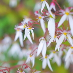 御岳山の花