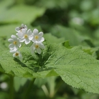 この花は サンカヨウですと さりげなく 告げる人あり 名を思い出す