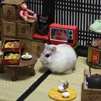 Hamuru01
