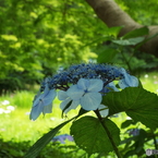 深緑の昭和記念公園9
