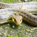 quadrivirgata