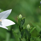 お花