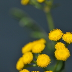 お花