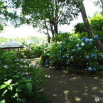 日本庭園3