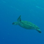2010年夏 沖縄・渡嘉敷島