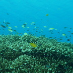 2010年夏 沖縄・渡嘉敷島