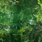 夏の丸池様-5