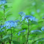 神戸市立森林植物園