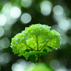 神戸市立森林植物園