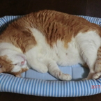 今のベッドは狭すぎる