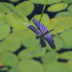 じゅん菜沼の蝶とんぼ