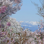 花見山 