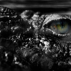salt-water crocodile