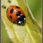 Ladybird