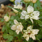 White Jewels(The world's smallest rose)