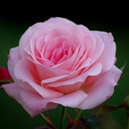 Bridal Pink