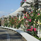 薔薇園-長居植物園 4