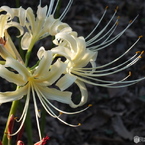 曼珠沙華10