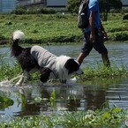 等々力渓谷の先の多摩川 ボーダーコリーの散歩