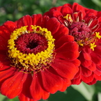 畑の花