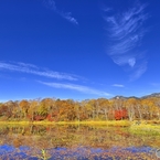 秋の蓮池