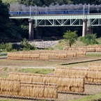 巨大な「はさがけ風景」②