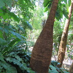 植物園１５
