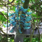 植物園１６