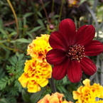 チョコレートコスモス