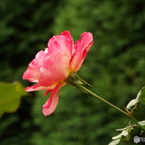 秋薔薇19
