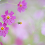 cosmos..*.＊