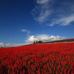 蒼紅の丘