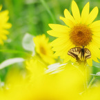 Sunflower with Swallowtail butterfly