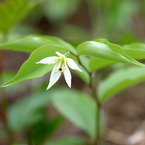 野の花