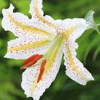 山百合