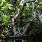 藤井 龍王社