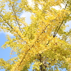 黄色い秋