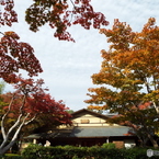 紅葉の日本庭園26