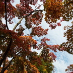 紅葉の日本庭園27