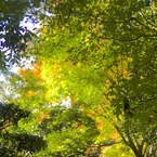 京都・紅葉06