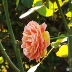 新宿御苑・秋薔薇9