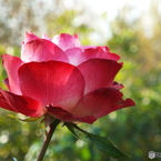 新宿御苑・秋薔薇17