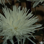 新宿御苑菊花壇展29