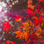 目覚めの紅葉