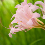 優しくなる色のお花