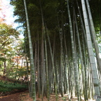 殿ヶ谷戸庭園の秋6
