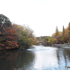 井の頭池周辺8