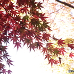 殿ヶ谷戸庭園・もみじ17